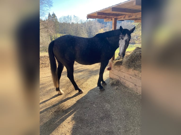 Irlandzki koń sportowy Klacz 6 lat 160 cm Siwa in Murnau am Staffelsee