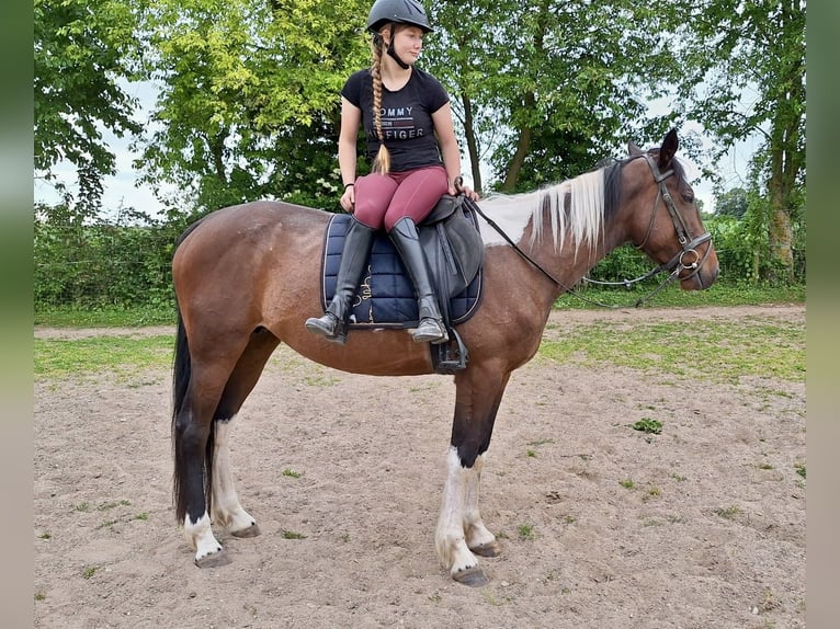 Irlandzki koń sportowy Mix Klacz 6 lat 160 cm Srokata in Wei&#xDF;enthurm