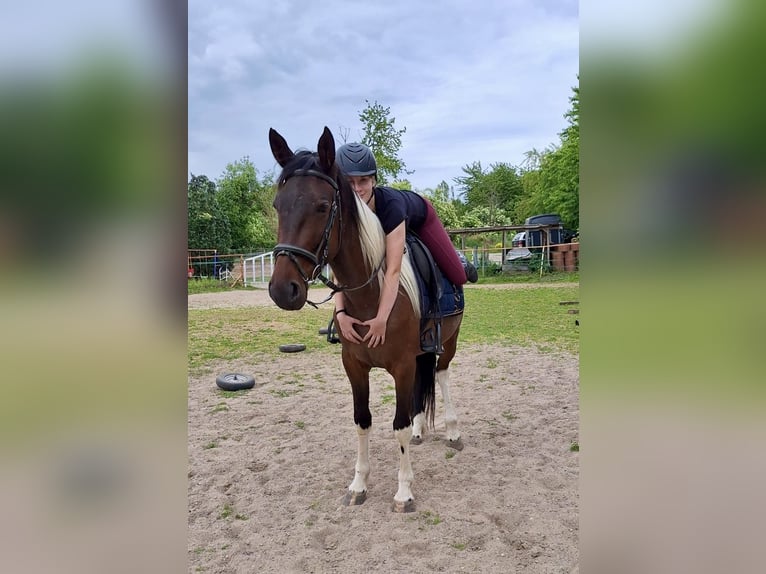 Irlandzki koń sportowy Mix Klacz 6 lat 160 cm Srokata in Wei&#xDF;enthurm