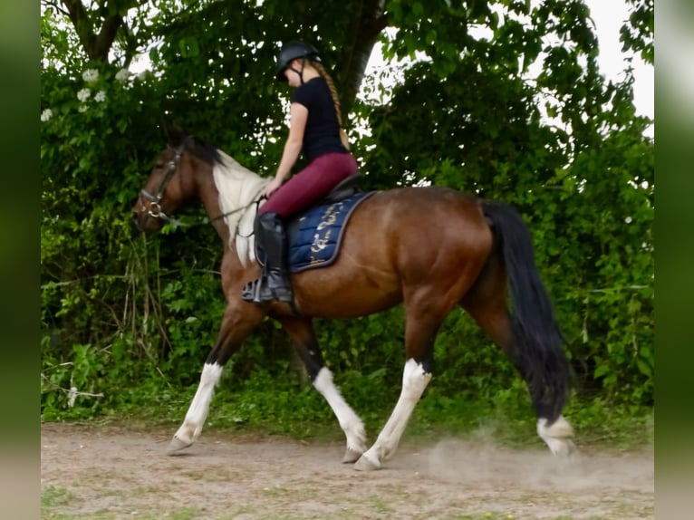 Irlandzki koń sportowy Mix Klacz 6 lat 160 cm Srokata in Wei&#xDF;enthurm