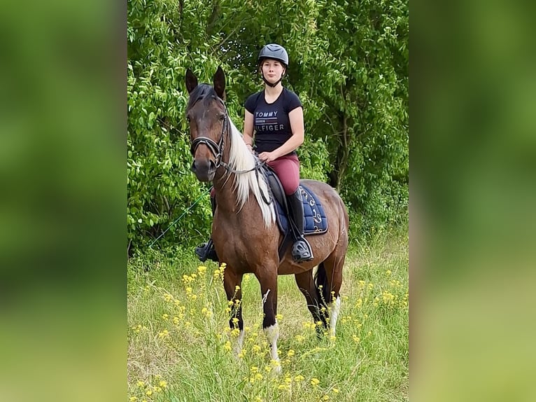 Irlandzki koń sportowy Mix Klacz 6 lat 160 cm Srokata in Wei&#xDF;enthurm