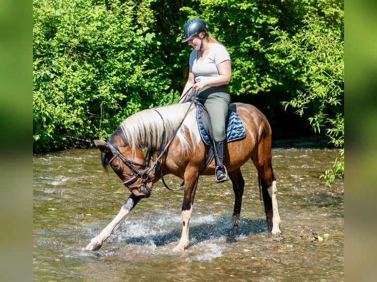 Irlandzki koń sportowy Mix Klacz 6 lat 160 cm Srokata in Wei&#xDF;enthurm