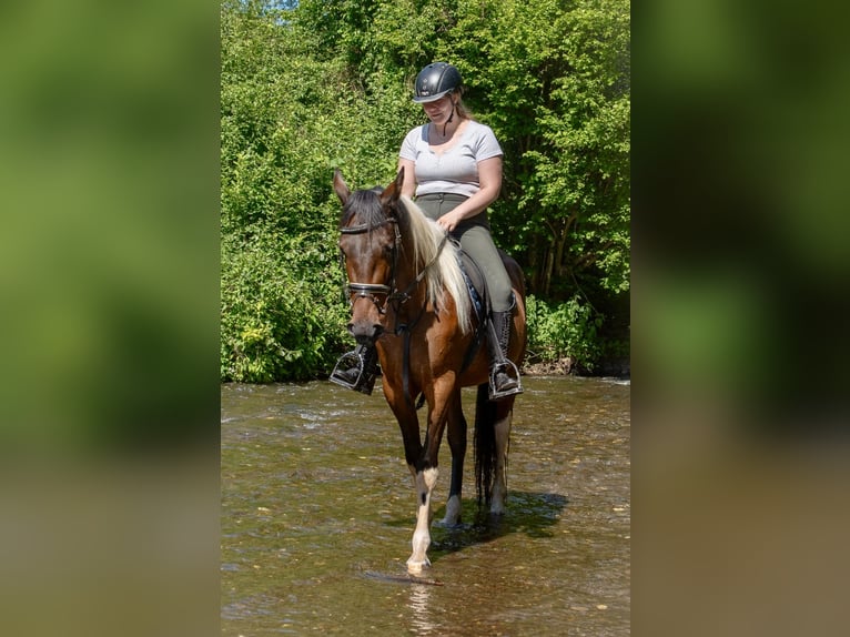 Irlandzki koń sportowy Mix Klacz 6 lat 160 cm Srokata in Wei&#xDF;enthurm
