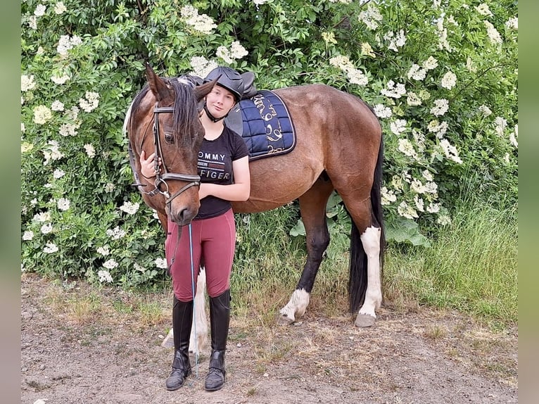Irlandzki koń sportowy Mix Klacz 6 lat 160 cm Srokata in Wei&#xDF;enthurm