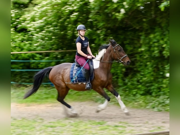 Irlandzki koń sportowy Mix Klacz 6 lat 160 cm Srokata in Wei&#xDF;enthurm