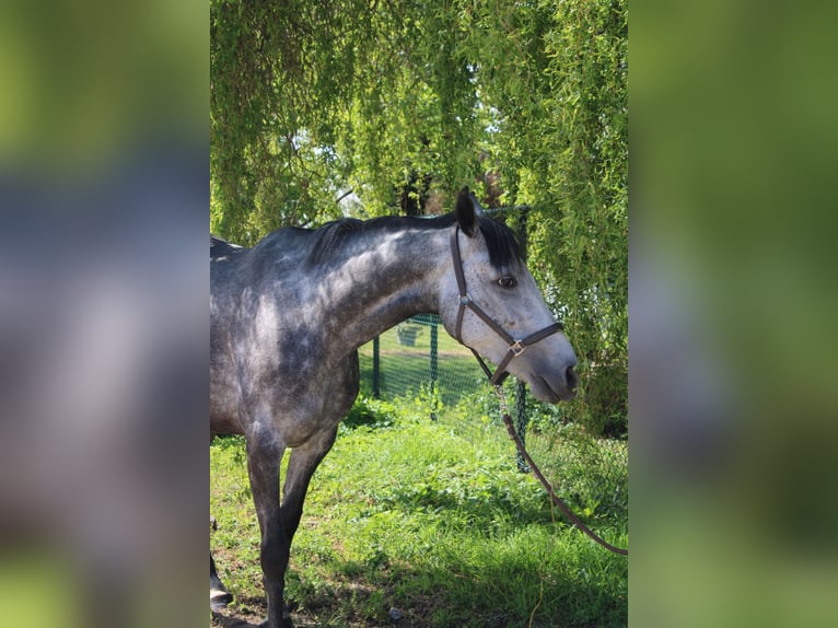 Irlandzki koń sportowy Mix Klacz 6 lat 160 cm Stalowosiwy in Dorst