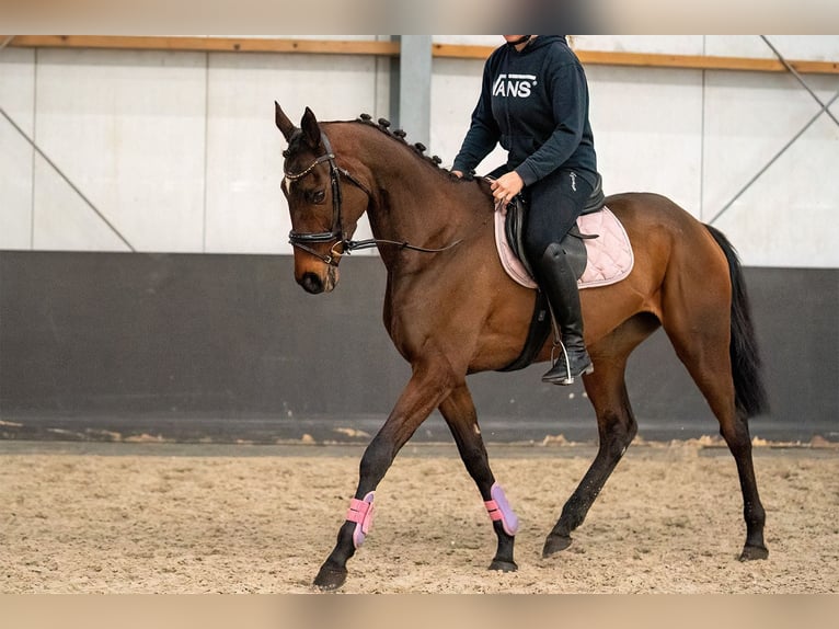 Irlandzki koń sportowy Mix Klacz 6 lat 162 cm  in Nettetal
