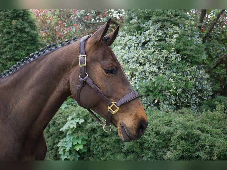 Irlandzki koń sportowy Klacz 6 lat 163 cm Gniada in Sligo