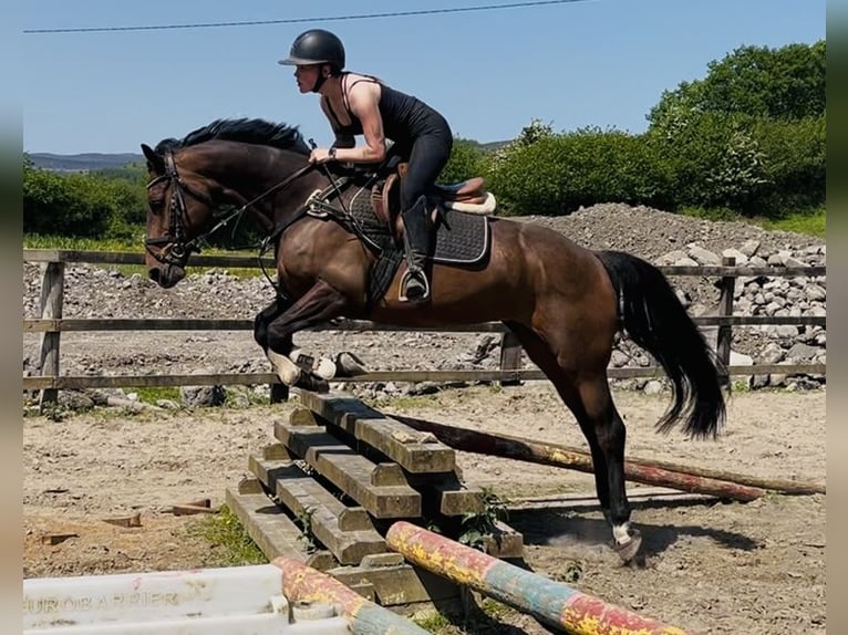 Irlandzki koń sportowy Klacz 6 lat 163 cm Gniada in Sligo