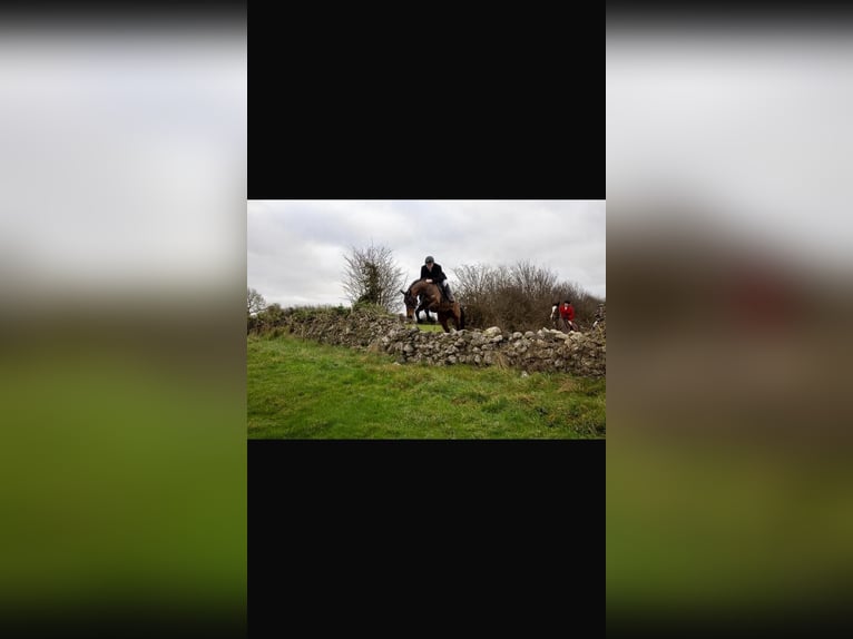 Irlandzki koń sportowy Klacz 6 lat 163 cm Gniada in Sligo