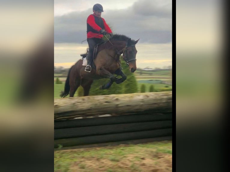 Irlandzki koń sportowy Klacz 6 lat 164 cm Gniada in Sligo
