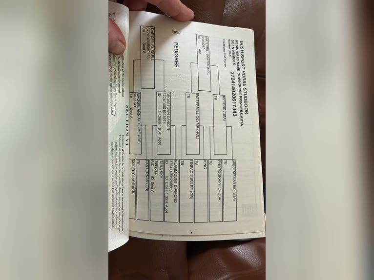 Irlandzki koń sportowy Klacz 6 lat 164 cm Gniada in Sligo