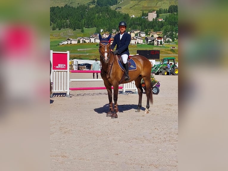 Irlandzki koń sportowy Klacz 6 lat 165 cm Gniada in Grabs