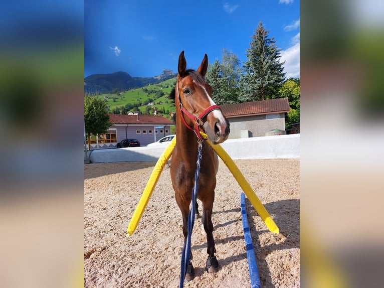 Irlandzki koń sportowy Klacz 6 lat 165 cm Gniada in Grabs