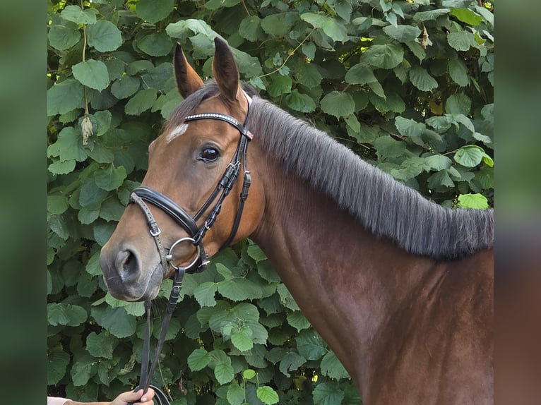 Irlandzki koń sportowy Klacz 6 lat 165 cm Gniada in Wachtendonk