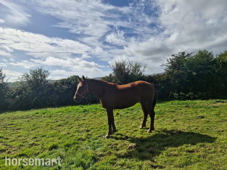 Irlandzki koń sportowy Klacz 6 lat 168 cm Ciemnokasztanowata in Waterford