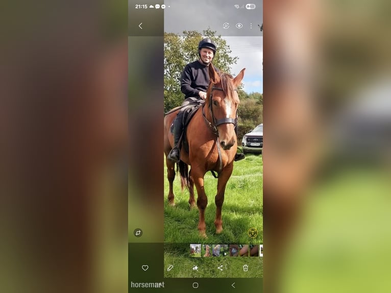 Irlandzki koń sportowy Klacz 6 lat 168 cm Ciemnokasztanowata in Waterford