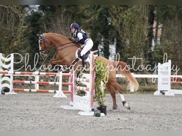 Irlandzki koń sportowy Klacz 6 lat 168 cm Ciemnokasztanowata in Galway