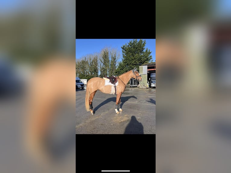 Irlandzki koń sportowy Klacz 6 lat 168 cm Ciemnokasztanowata in Galway