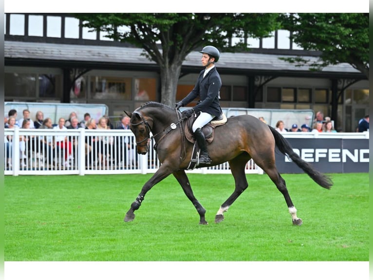 Irlandzki koń sportowy Klacz 6 lat 168 cm Gniada in Coolrain