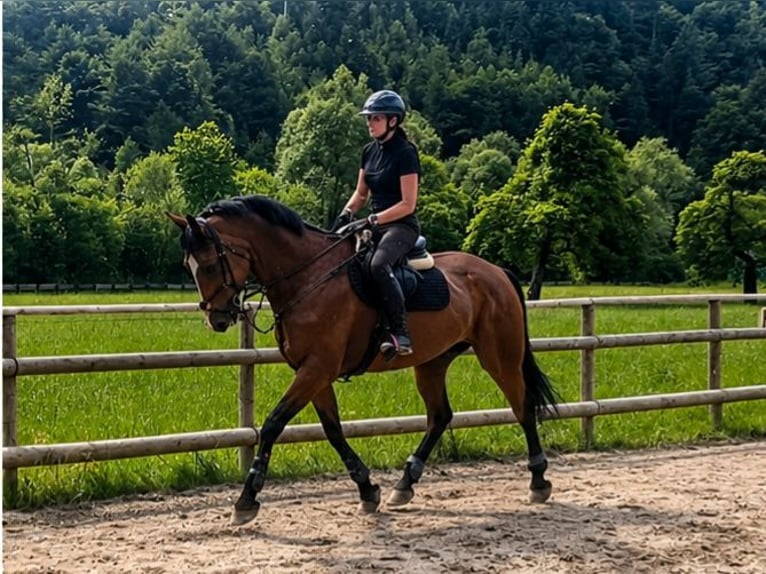 Irlandzki koń sportowy Klacz 6 lat 172 cm Gniada in Gummern