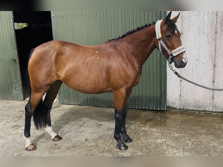 Irlandzki koń sportowy Klacz 7 lat 145 cm Jasnogniada in Sligo