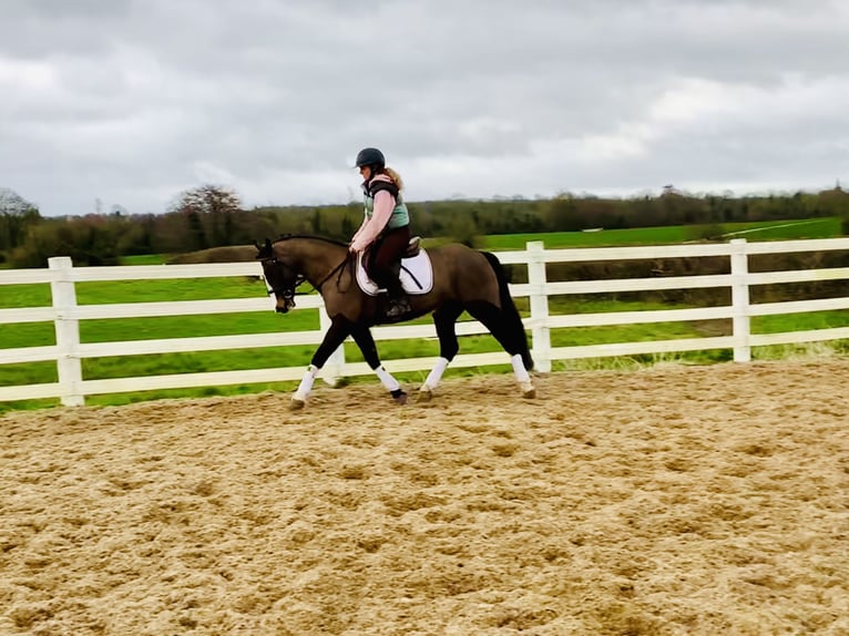 Irlandzki koń sportowy Klacz 7 lat 148 cm Gniada in Mountrath