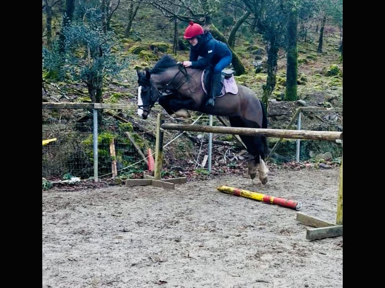 Irlandzki koń sportowy Klacz 7 lat 148 cm Gniada in Mountrath