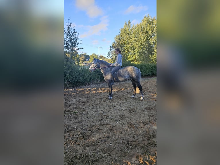Irlandzki koń sportowy Klacz 7 lat 148 cm Siwa in Glenbrien