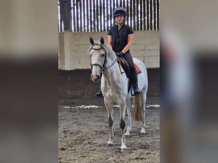 Irlandzki koń sportowy Klacz 7 lat 155 cm Siwa in Dublin