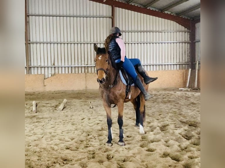 Irlandzki koń sportowy Klacz 7 lat 160 cm Gniada in Sligo