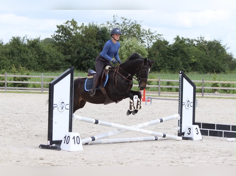 Irlandzki koń sportowy Klacz 7 lat 160 cm Kara in Pepingen