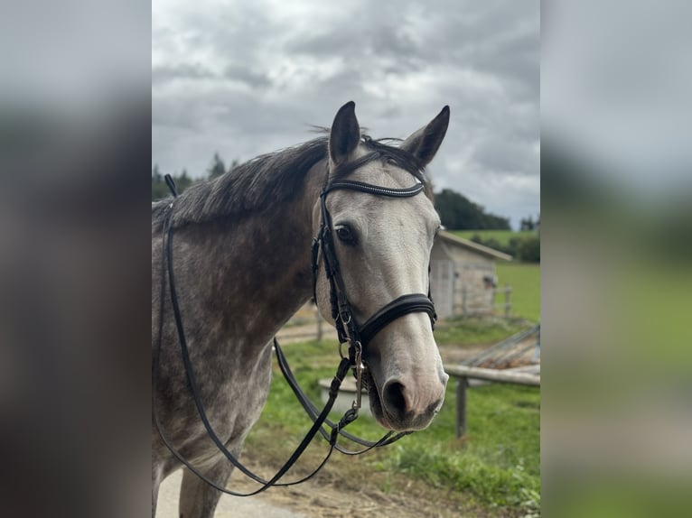 Irlandzki koń sportowy Klacz 7 lat 160 cm Siwa in St. Pölten