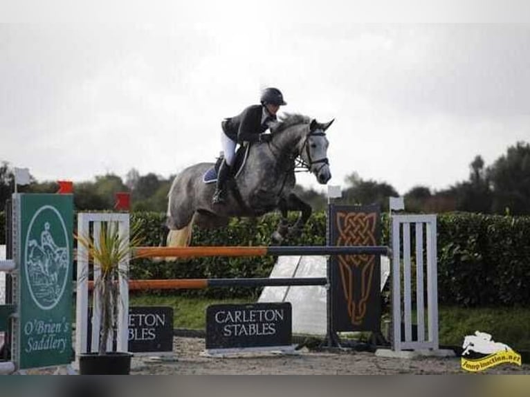 Irlandzki koń sportowy Klacz 7 lat 163 cm Siwa jabłkowita in Waterford