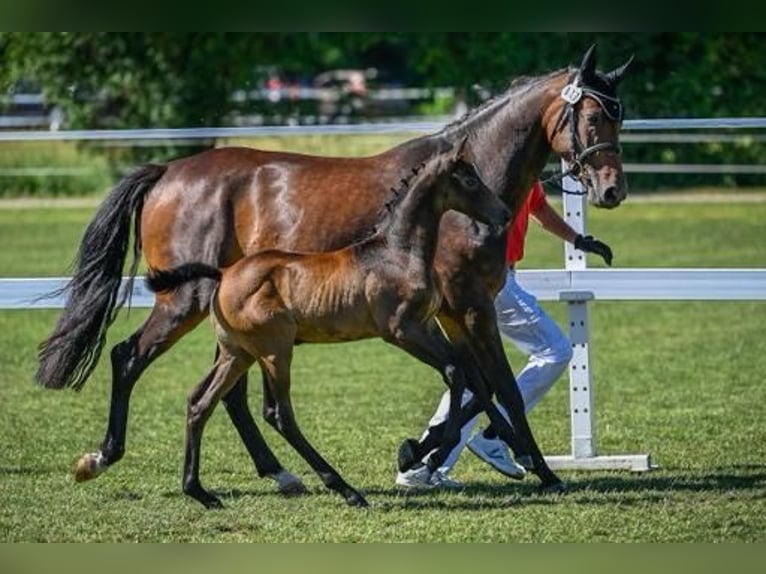 Irlandzki koń sportowy Klacz 7 lat 165 cm Ciemnogniada in Bronschhofen