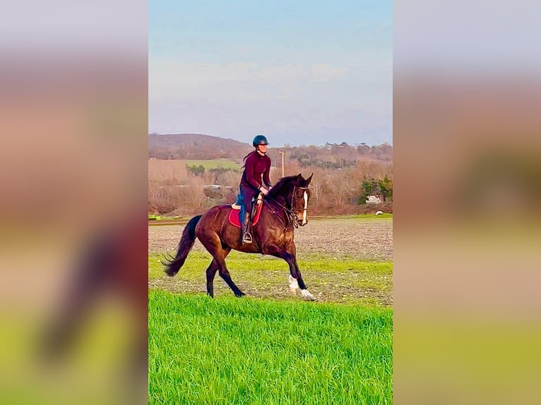 Irlandzki koń sportowy Klacz 7 lat 165 cm Gniada in Kent