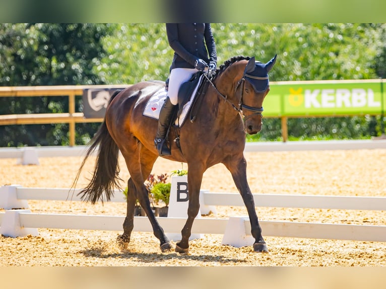 Irlandzki koń sportowy Klacz 7 lat 166 cm Gniada in St. Georgen im Attergau