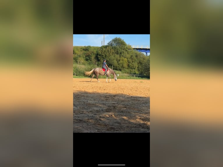 Irlandzki koń sportowy Klacz 7 lat 167 cm Siwa in St. Pölten