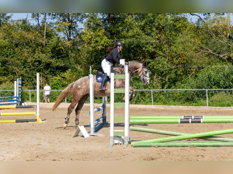 Irlandzki koń sportowy Klacz 7 lat 167 cm Siwa in St. Pölten