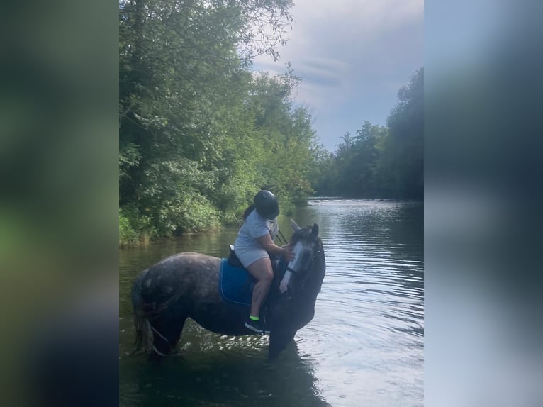 Irlandzki koń sportowy Klacz 7 lat 167 cm Siwa in St. Pölten