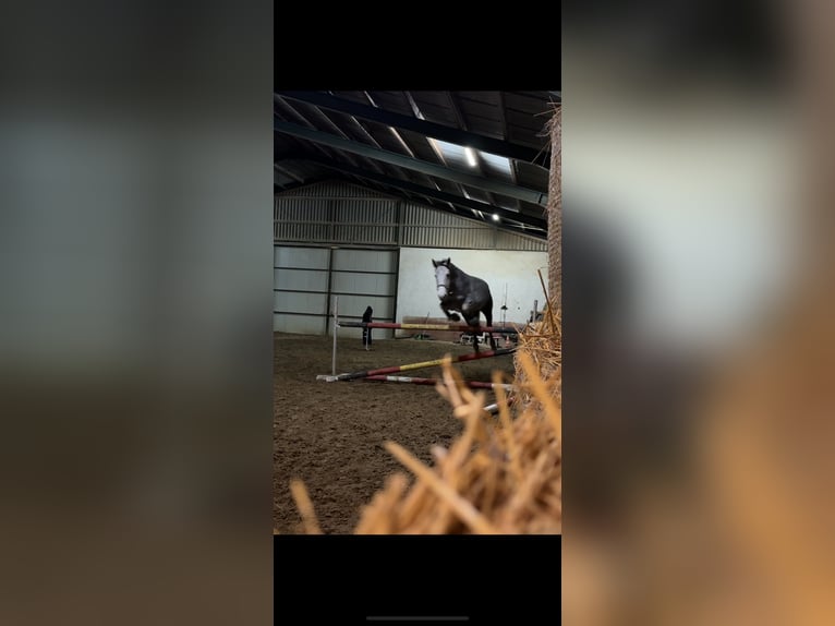 Irlandzki koń sportowy Klacz 7 lat 167 cm Siwa in St. Pölten