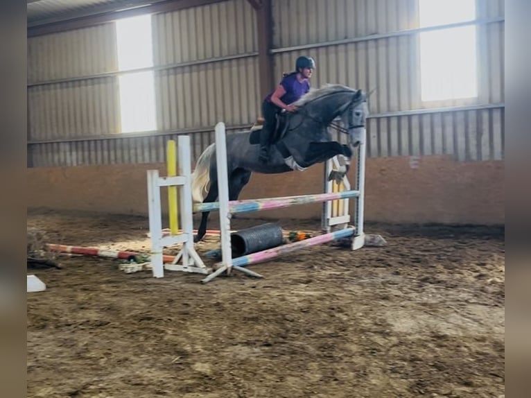 Irlandzki koń sportowy Klacz 7 lat 168 cm Siwa jabłkowita in Sligo