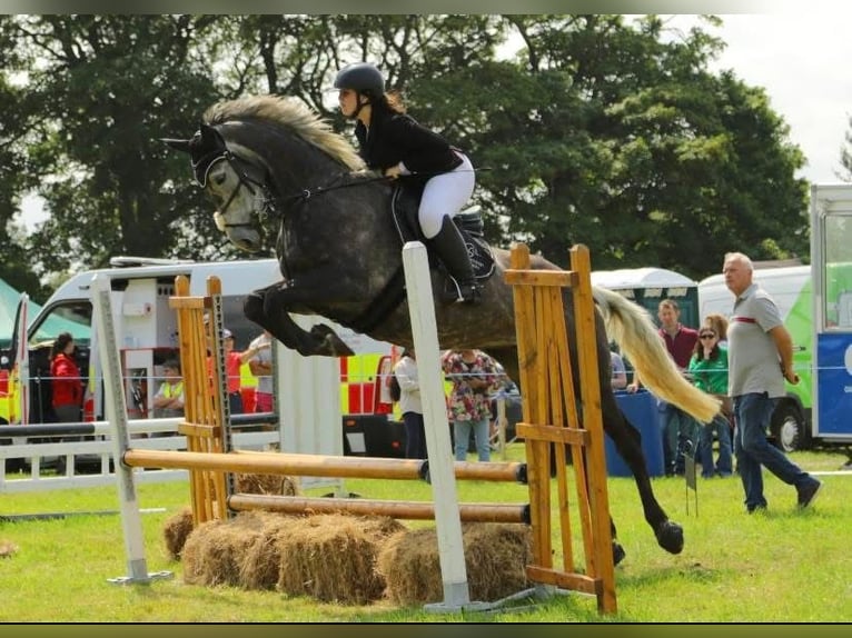 Irlandzki koń sportowy Klacz 7 lat 168 cm Siwa jabłkowita in Sligo