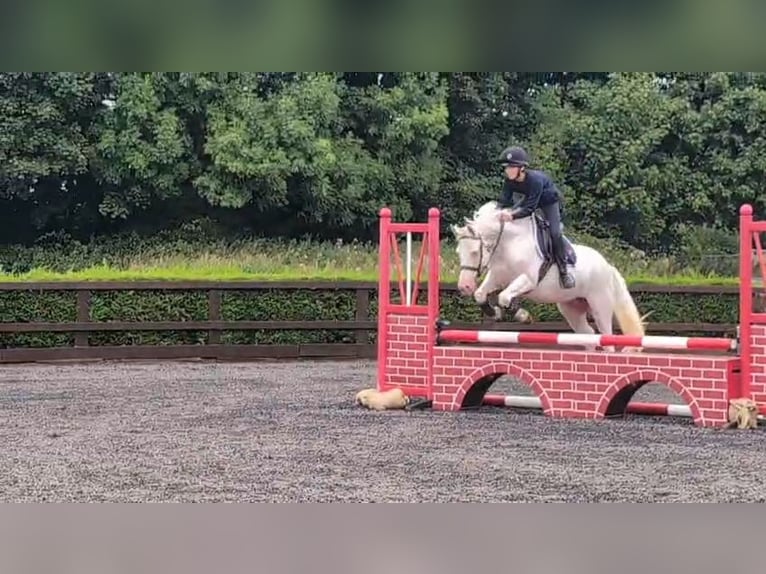 Irlandzki koń sportowy Klacz 8 lat 138 cm Cremello in Mow Cop