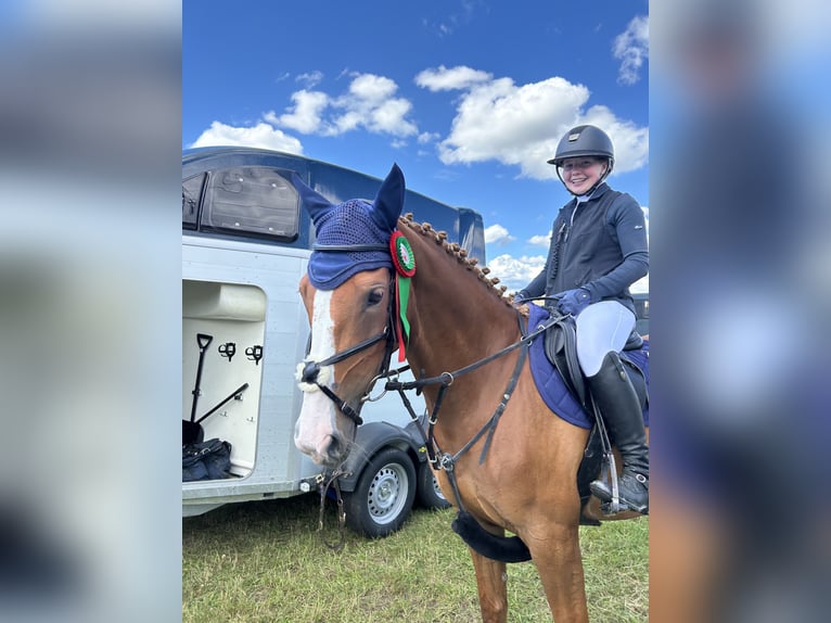 Irlandzki koń sportowy Klacz 8 lat 157 cm Kasztanowata in Schlüchtern