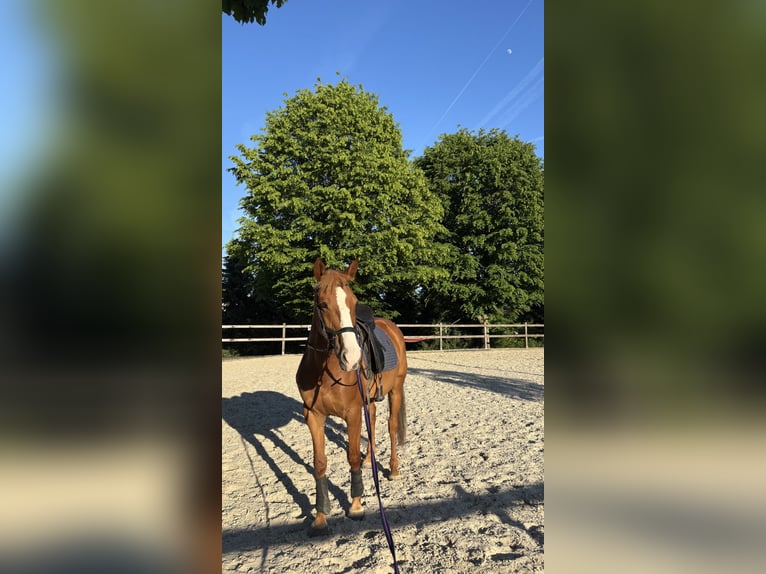 Irlandzki koń sportowy Klacz 8 lat 160 cm Kasztanowata in Schlüchtern