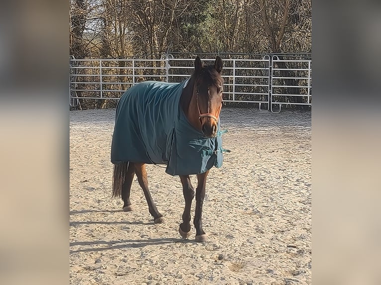 Irlandzki koń sportowy Klacz 8 lat 162 cm Gniada in Lage