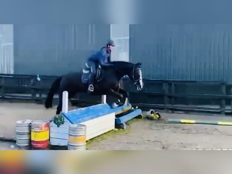 Irlandzki koń sportowy Klacz 8 lat 162 cm Gniada in Sligo