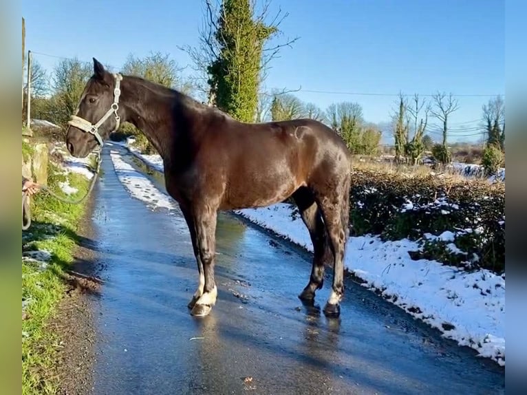 Irlandzki koń sportowy Klacz 8 lat 162 cm Gniada in Sligo