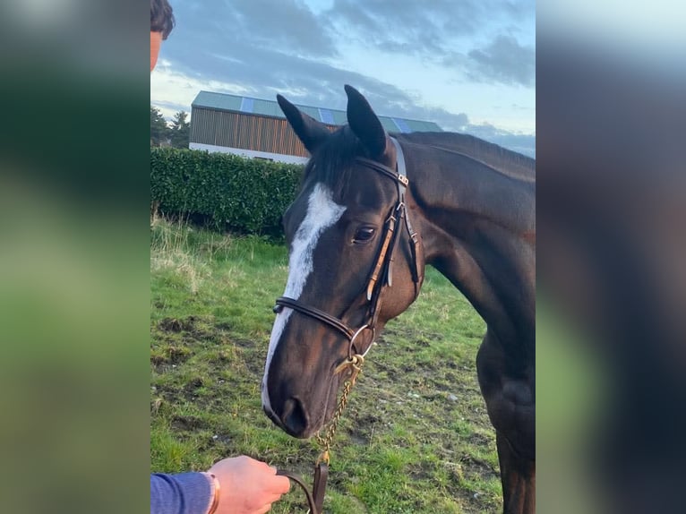 Irlandzki koń sportowy Klacz 8 lat 162 cm Gniada in Sligo